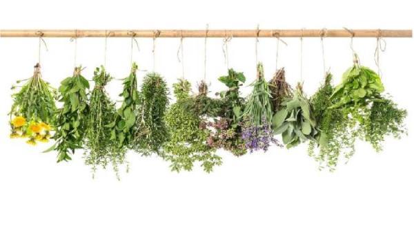 گیاهان دارویی برای کاهش وزن