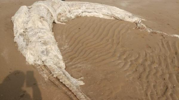 لاشه یک گونه پستاندار دریایی در ساحل گناوه پیدا شد