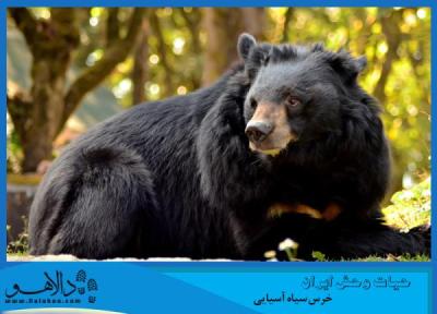 حیات وحش ایران ، خرس سیاه آسیایی