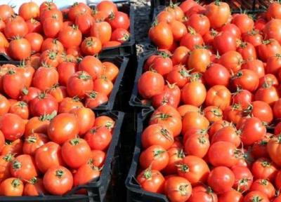 دلیل افزایش قیمت پیاز و گوجه فرنگی