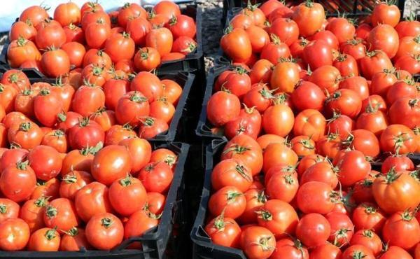 دلیل افزایش قیمت پیاز و گوجه فرنگی