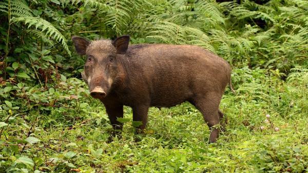 نجات 6راس خوک وحشی در هوراند