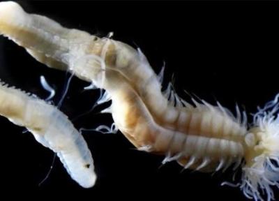 کشف سه گونه عجیب از کرم های دریایی ، مثل اشباح افسانه های ژاپنی هستند!