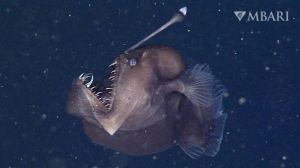 این ماهی های عجیب و غریب چرا این شکلی شده اند؟، عکس